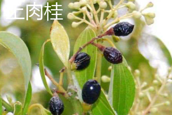 Cinnamomum cassia