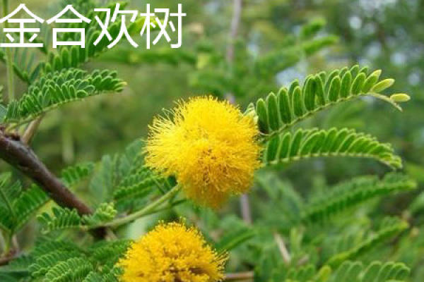 Acacia