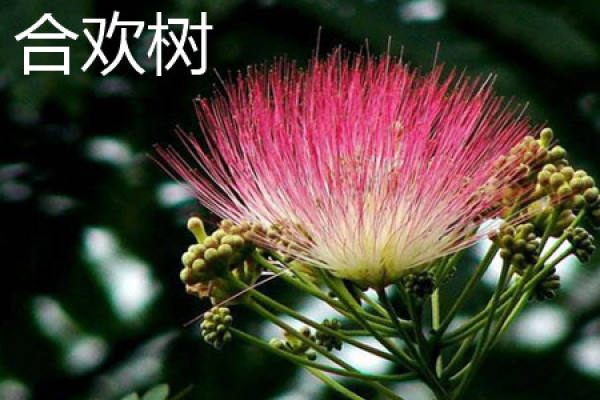 Acacia julibrissin