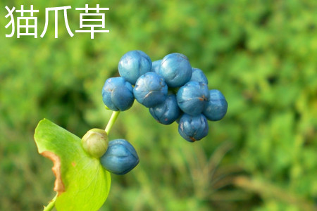 猫爪草果实形状为球形,直径大约6毫米,果实成熟时间为4到7月份