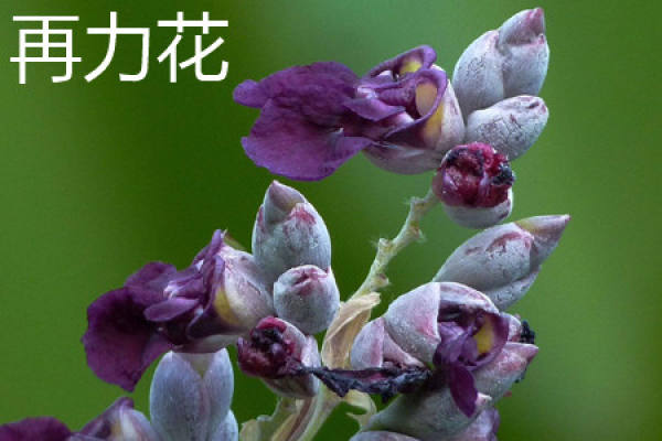 re force flower