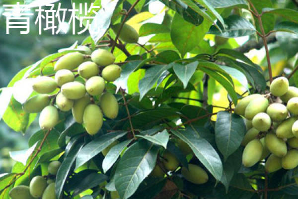 green olive