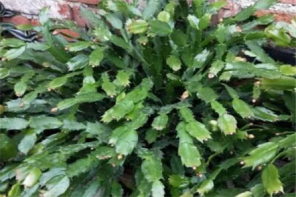 Zygocactus japonicus