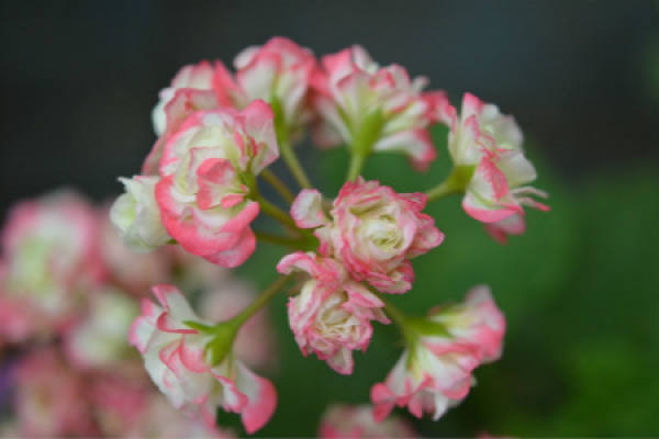 Geranium