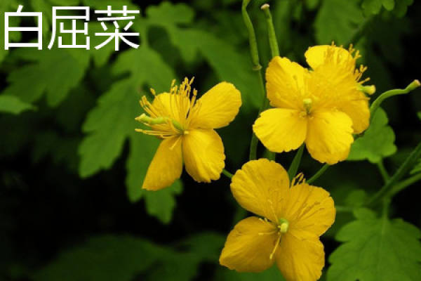 Chinese cabbage