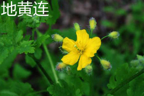 Radix Rehmanniae