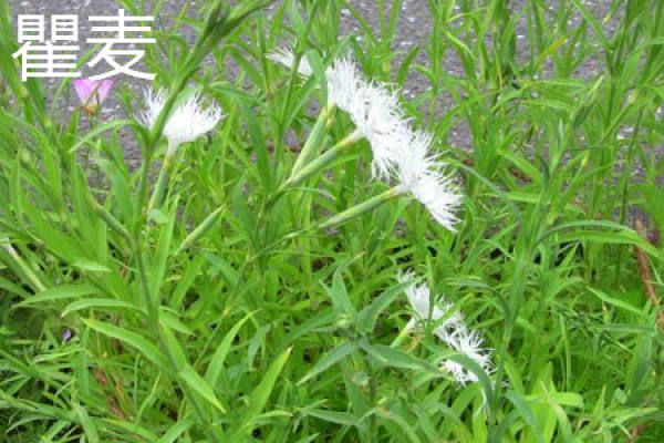 Qu Mei