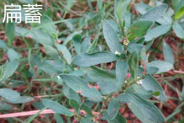 Qu Mei