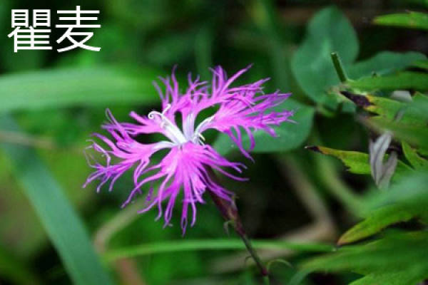 Qu Mei