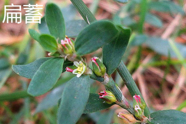 Polygonum aviculare
