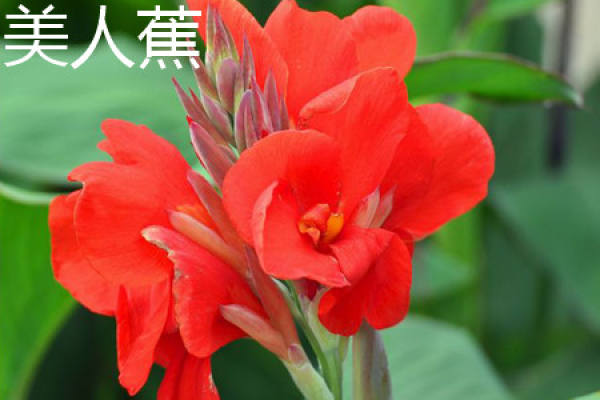 Canna indica