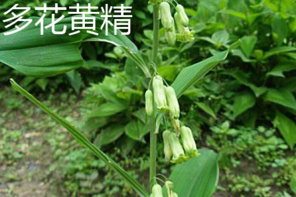 Polygonatum