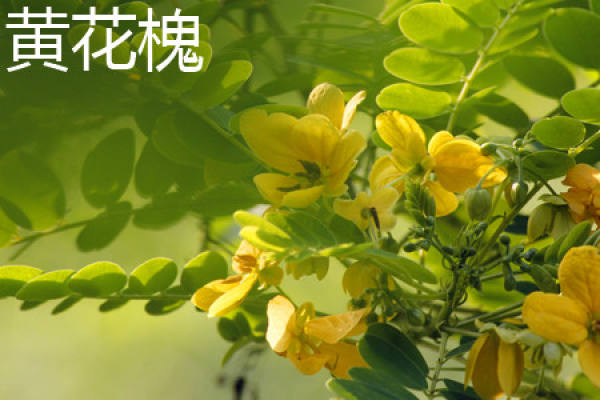 Sophora japonica