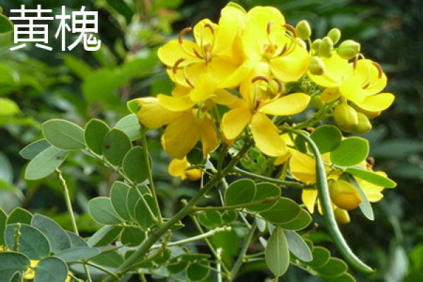 Sophora japonica
