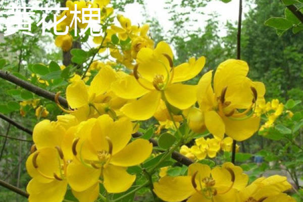 Sophora japonica