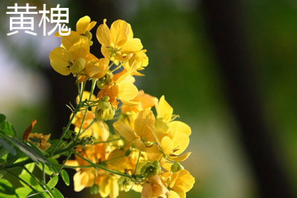 Huang Huai