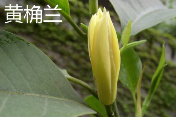 yellow Jue orchid