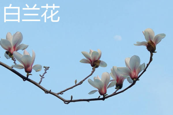 White Orchid