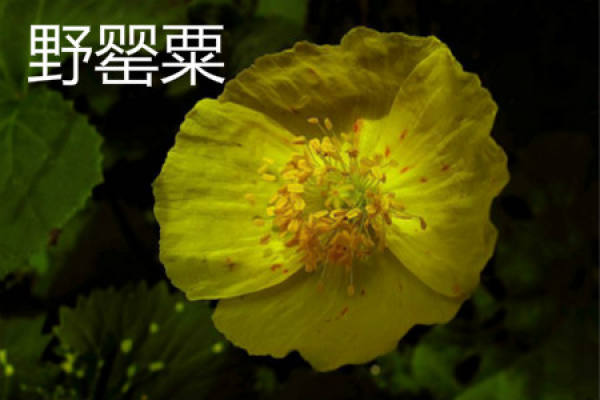 Papaver nudicaule
