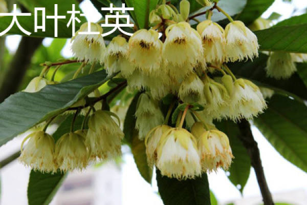 Elaeocarpus macrophyllus