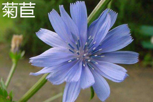 Cichorium intybus