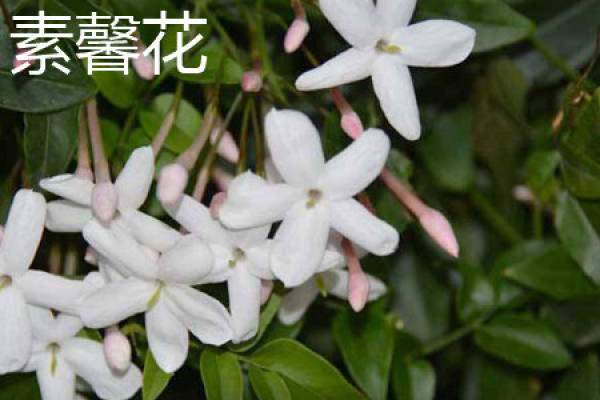 Jasmine