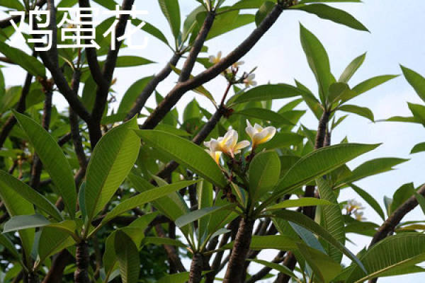 Jasmine