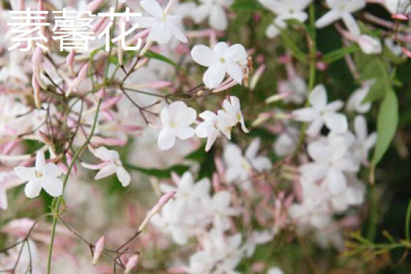 Jasmine