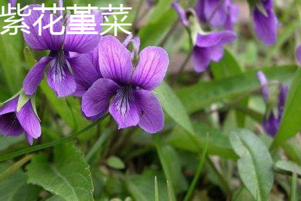 viola viola