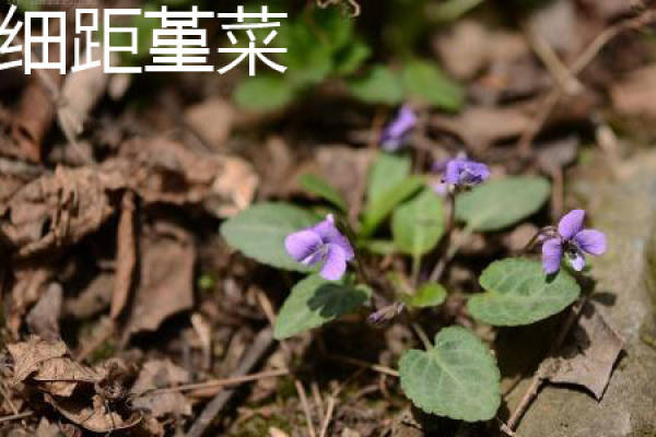viola viola