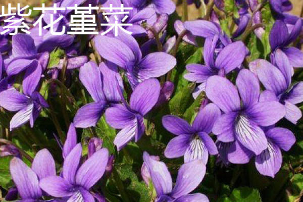 viola viola