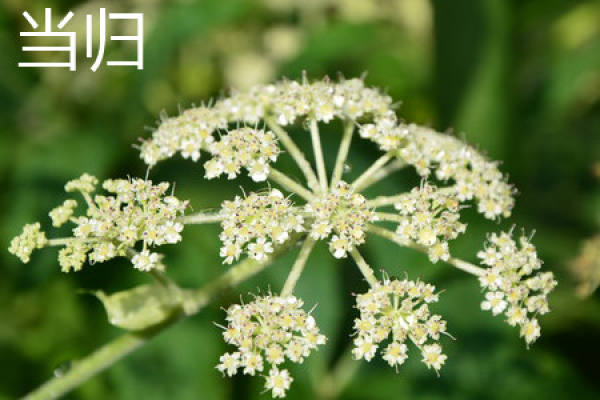 Angelica sinensis