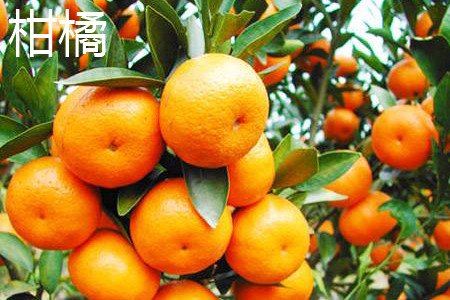 柑橘叶子.jpg