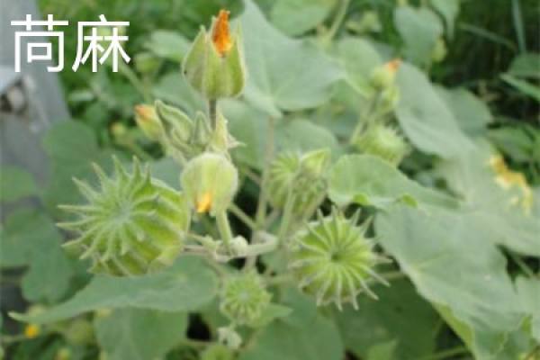 Abutilon fruit