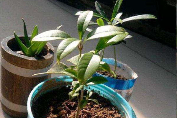 osmanthus