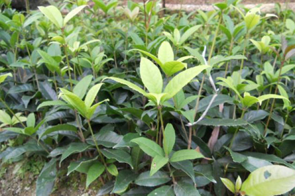 Sweet-scented osmanthus