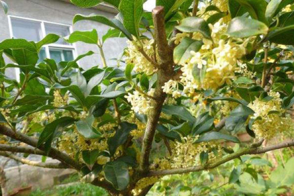 osmanthus