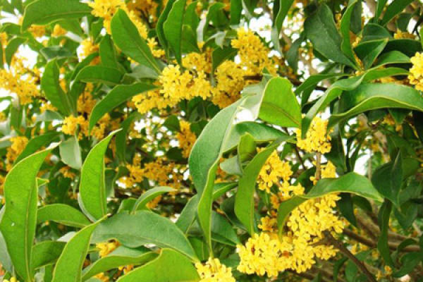 osmanthus