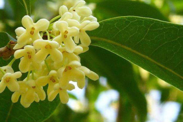 Sweet-scented osmanthus