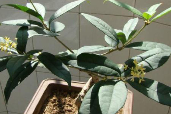 osmanthus