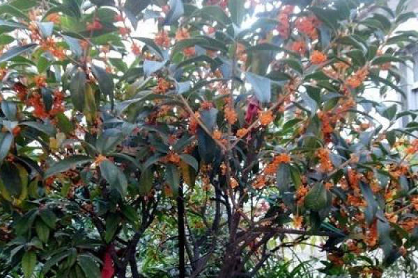 osmanthus