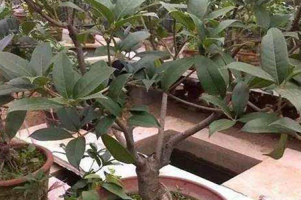 Sweet-scented osmanthus