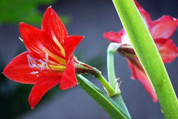 Amaryllis vittata