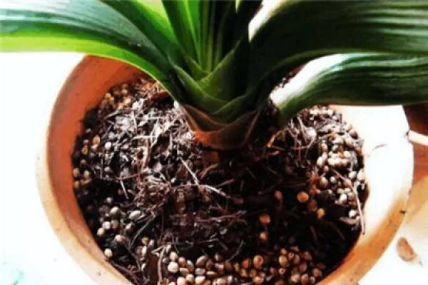 Clivia miniata