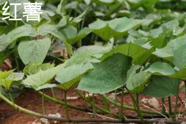 cassava