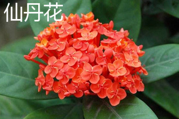 Xian Dan Hua