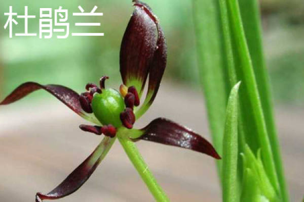 Cuckoo orchid