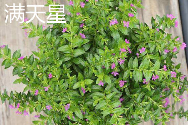 cigar flower