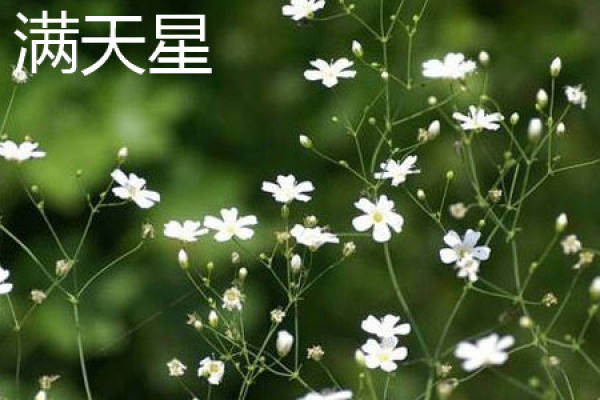Gypsophila paniculata