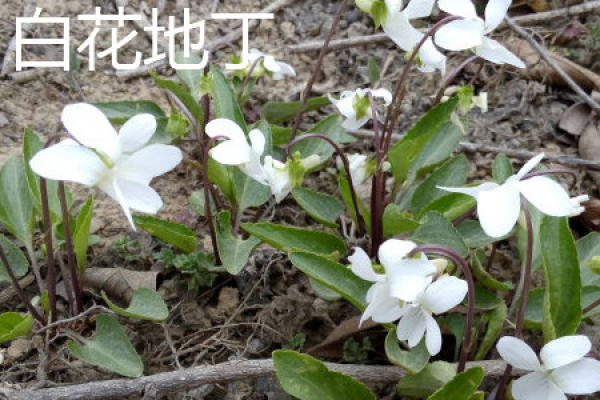 Viola yedoensis